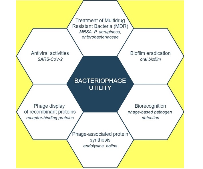 Phage therapy An old concept with new perspectives