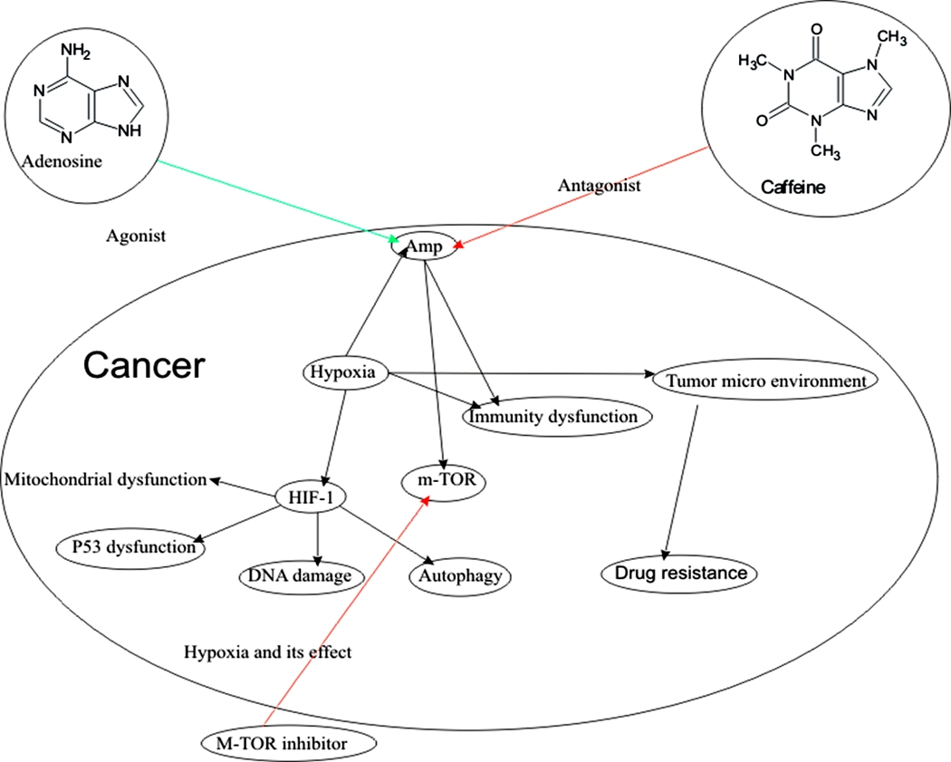 Graphical Abstract