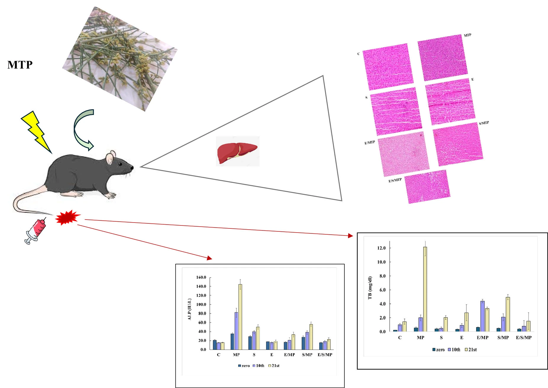 Graphical Abstract