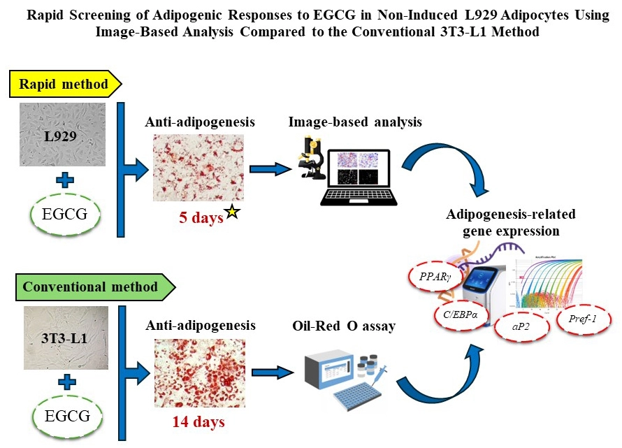 Graphical Abstract