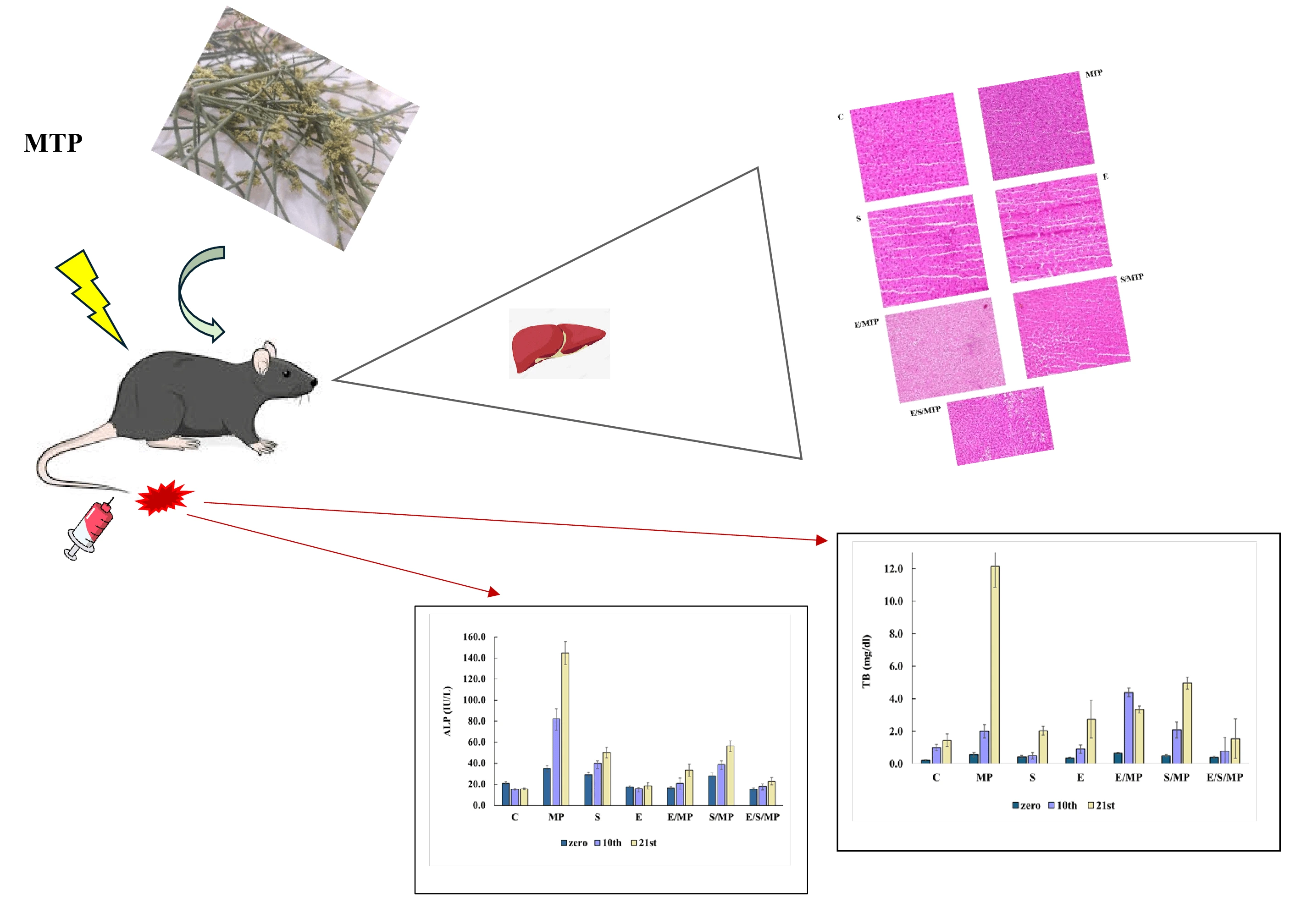 Graphical Abstract