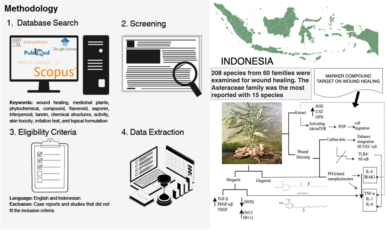 Graphical Abstract