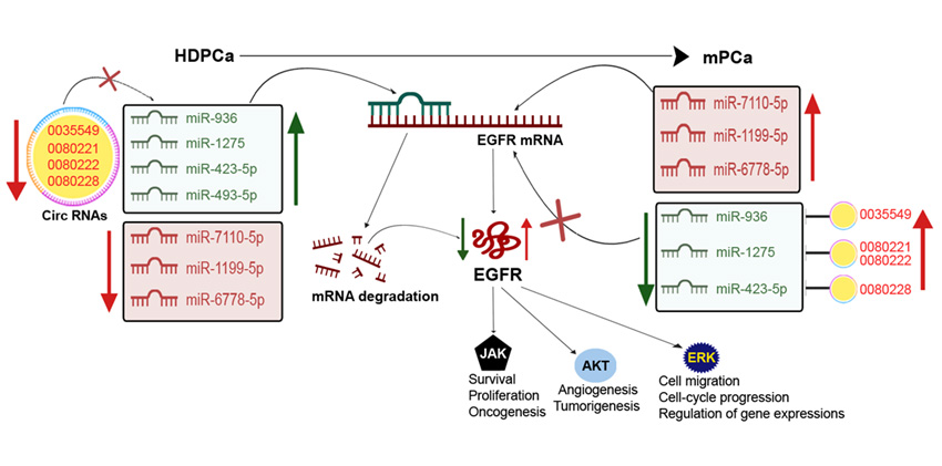 Graphical Abstract