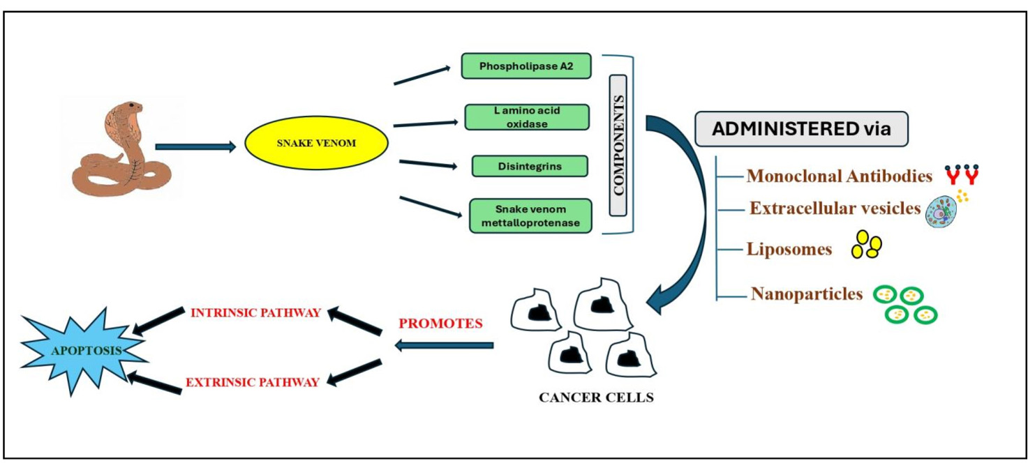 Graphical Abstract