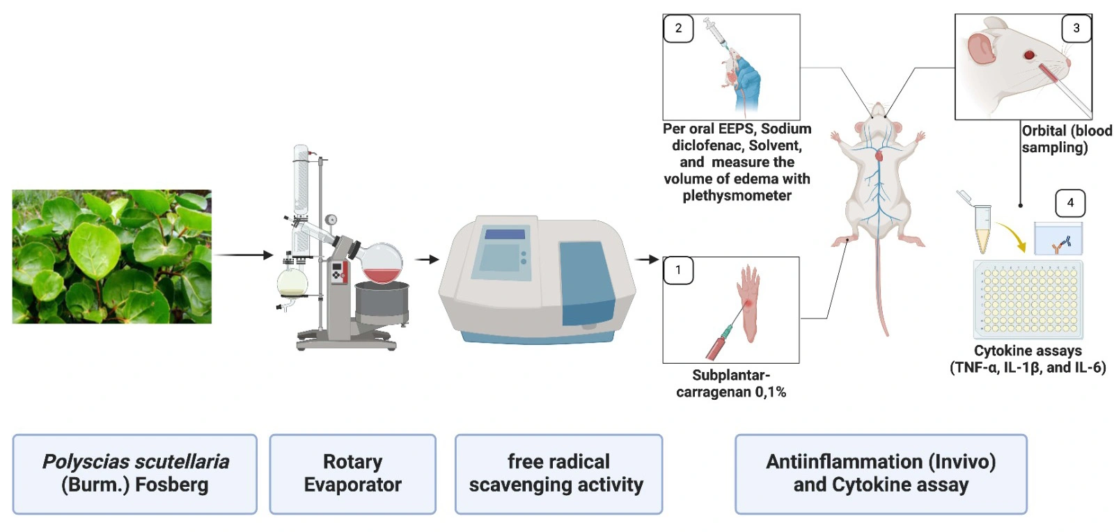 Graphical Abstract