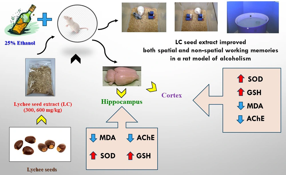 Graphical Abstract