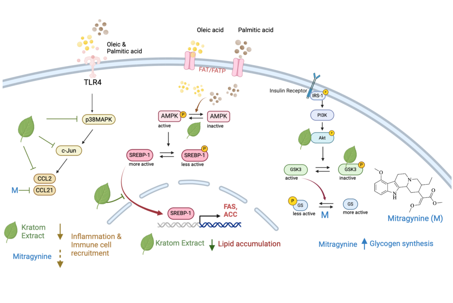 Graphical Abstract