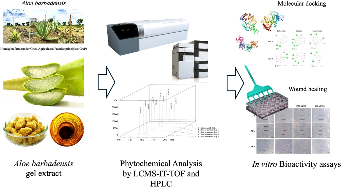 Graphical Abstract