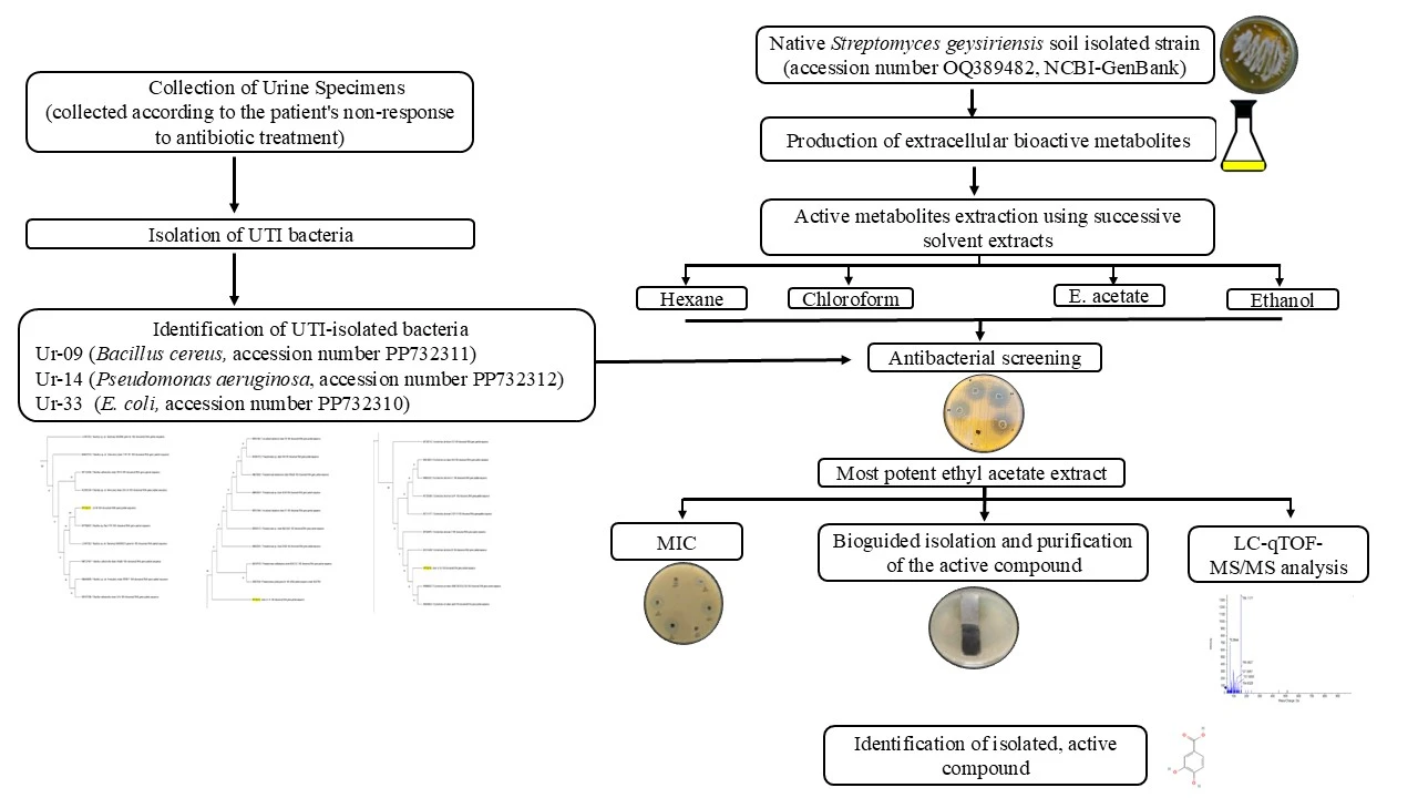 Graphical Abstract
