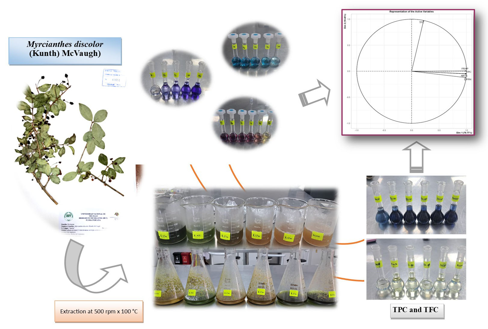 Graphical Abstract