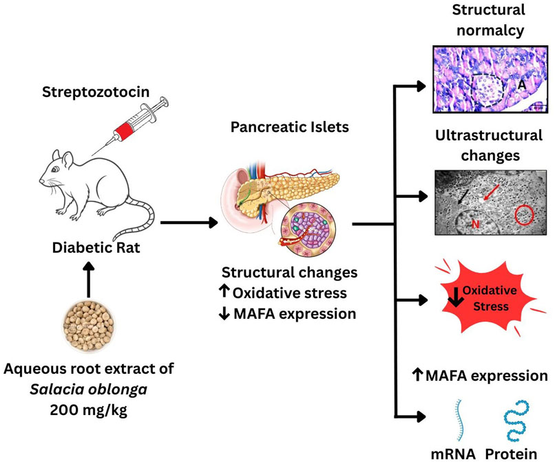 Graphical Abstract