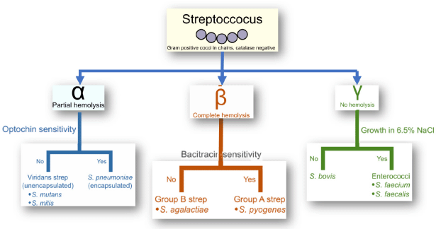 streptococcus pyogenes diagram