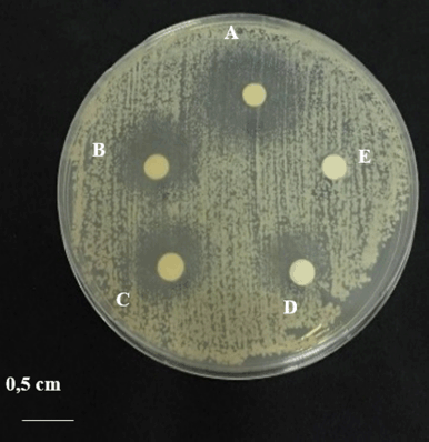 Disruption of hyphal development in Candida albicans ATCC 10231 by ...